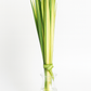 Fresh Palm Strips, Bundle of 50 | Natural Palm Leaves for Palm Sunday, Easter Services, Religious Celebrations & Decorative Use
