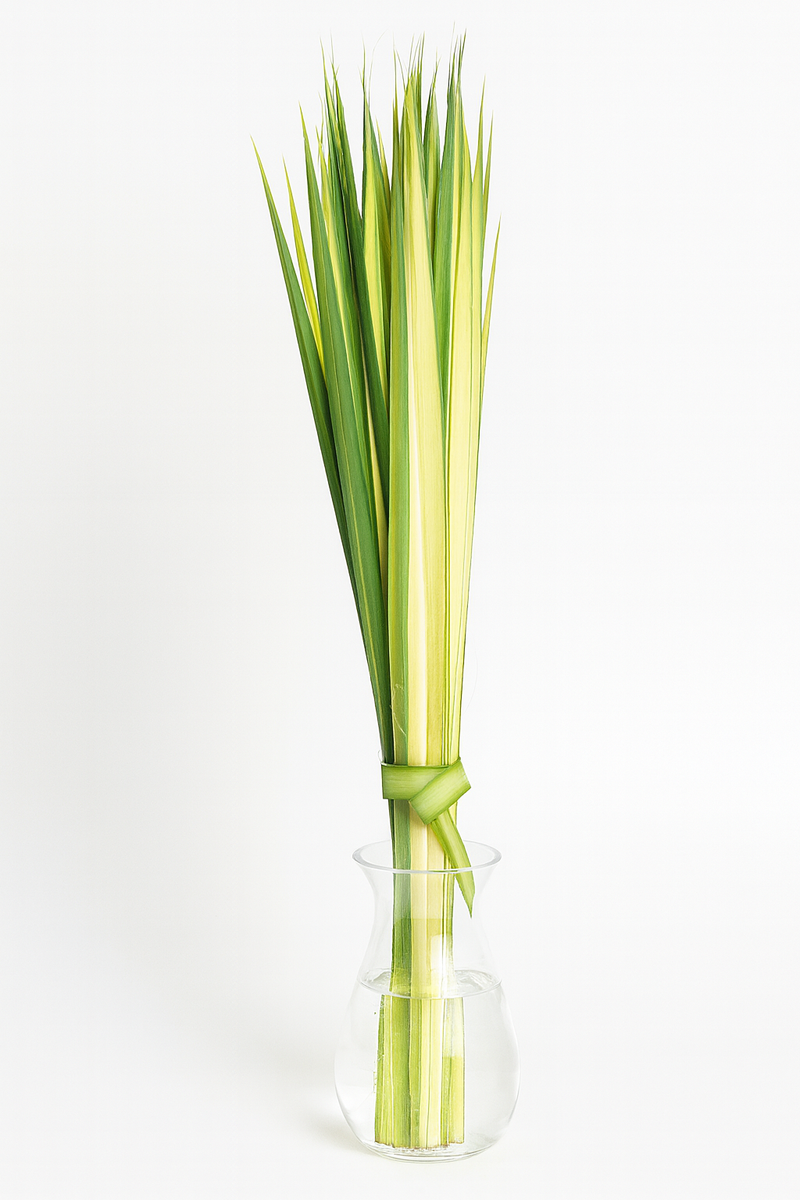 Fresh Palm Strips, Bundle of 50 | Natural Palm Leaves for Palm Sunday, Easter Services, Religious Celebrations & Decorative Use