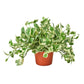 Pothos, Epipremnum aureum (Devil’s Ivy) – Easy-Care Indoor Vining Plant