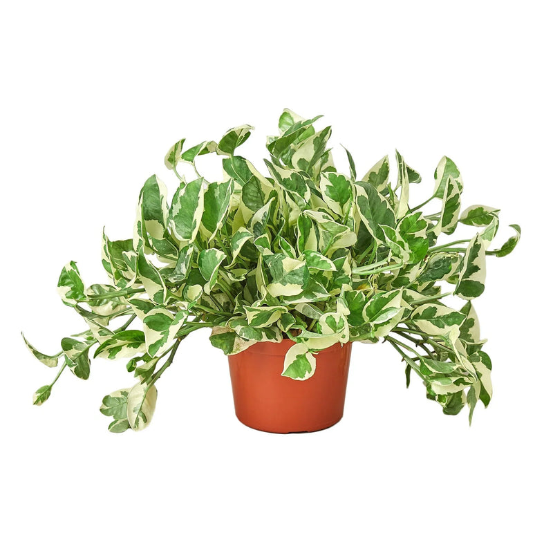 Pothos, Epipremnum aureum (Devil’s Ivy) – Easy-Care Indoor Vining Plant