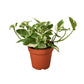 Pothos, Epipremnum aureum (Devil’s Ivy) – Easy-Care Indoor Vining Plant