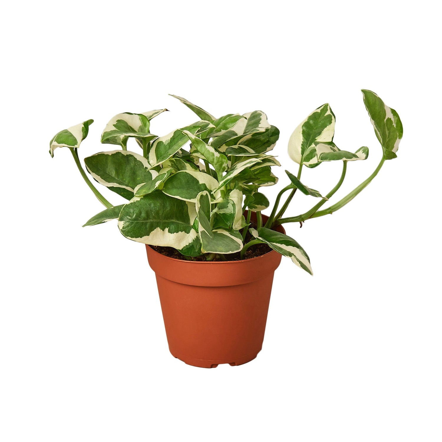 Pothos, Epipremnum aureum (Devil’s Ivy) – Easy-Care Indoor Vining Plant