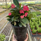 Crown of Thorns (Euphorbia milii) – Hardy, Colorful, and Full of Character