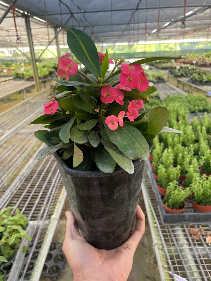 Crown of Thorns (Euphorbia milii) – Hardy, Colorful, and Full of Character