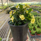 Crown of Thorns (Euphorbia milii) – Hardy, Colorful, and Full of Character