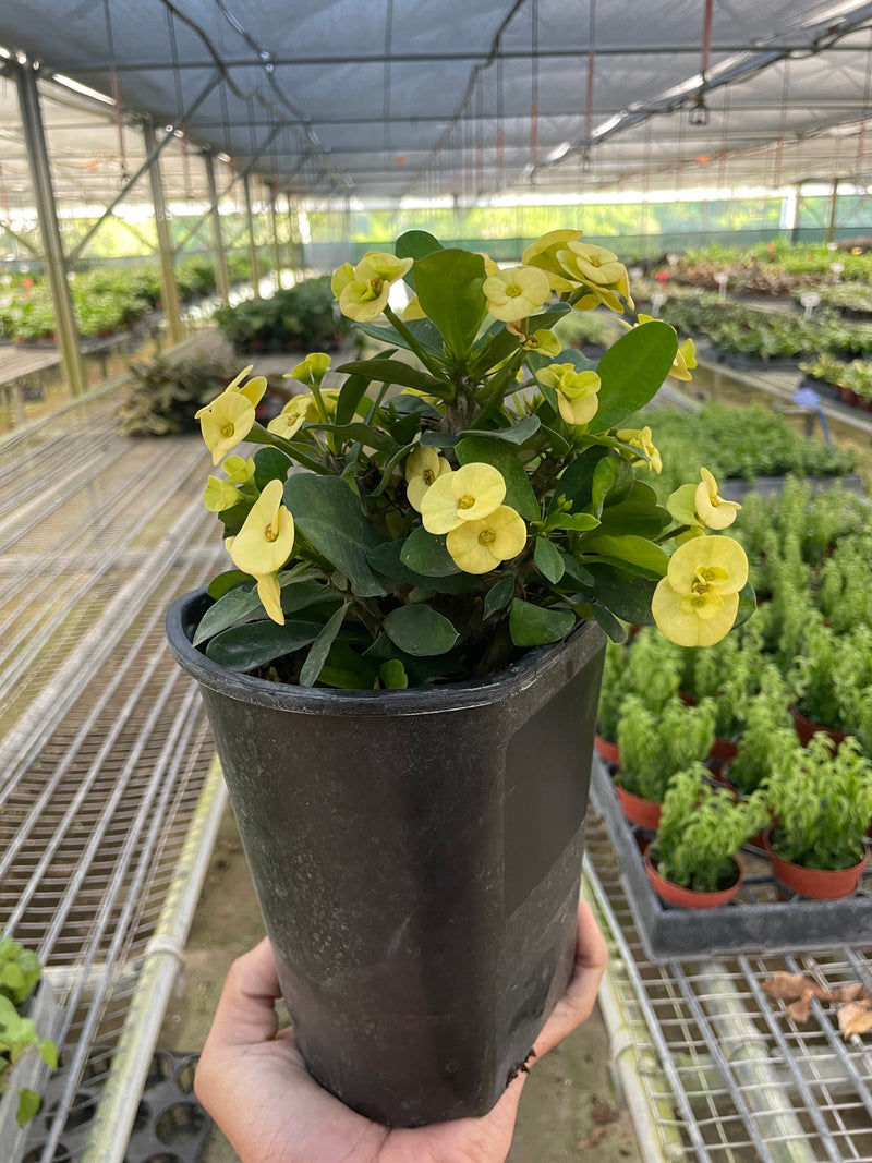 Crown of Thorns (Euphorbia milii) – Hardy, Colorful, and Full of Character