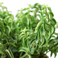 Lipstick Curly Plant (Aeschynanthus radicans) – Vibrant, Trailing, and Eye-Catching