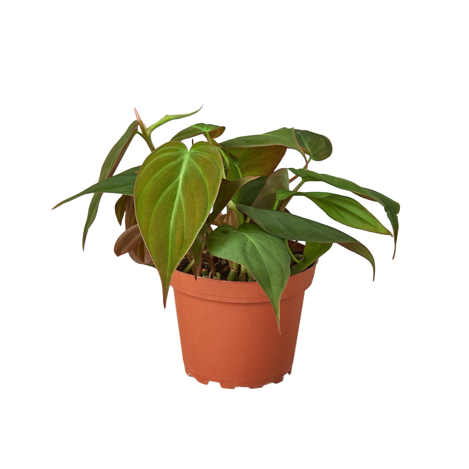 Philodendron Micans (Philodendron hederaceum) – Velvety, Vining, and Elegant