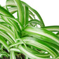 Spider Plant (Chlorophytum comosum) – Air-Purifying, Easy-Care Classic