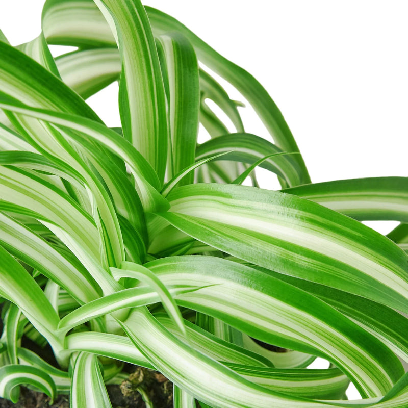 Spider Plant (Chlorophytum comosum) – Air-Purifying, Easy-Care Classic