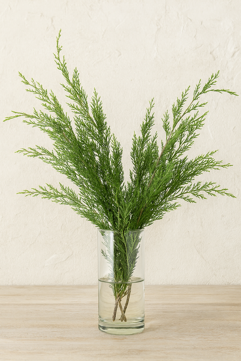 cedar house plant FL Cedar Bunches – Fresh 8–10 Stem Greenery (22–28")