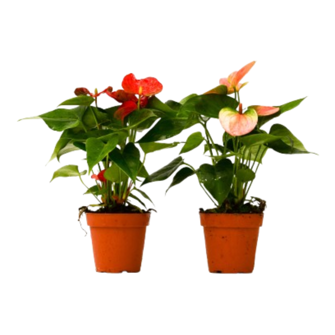 2-Pack Anthurium – 4" Pots | Easy-Care, Tropical Houseplants