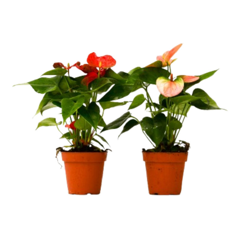 2-Pack Anthurium – 4" Pots | Easy-Care, Tropical Houseplants