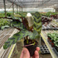 Calathea Lancifolia 'Rattlesnake'