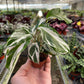 Calathea ‘White Fusion’ – Striking, Pet-Safe Tropical Foliage