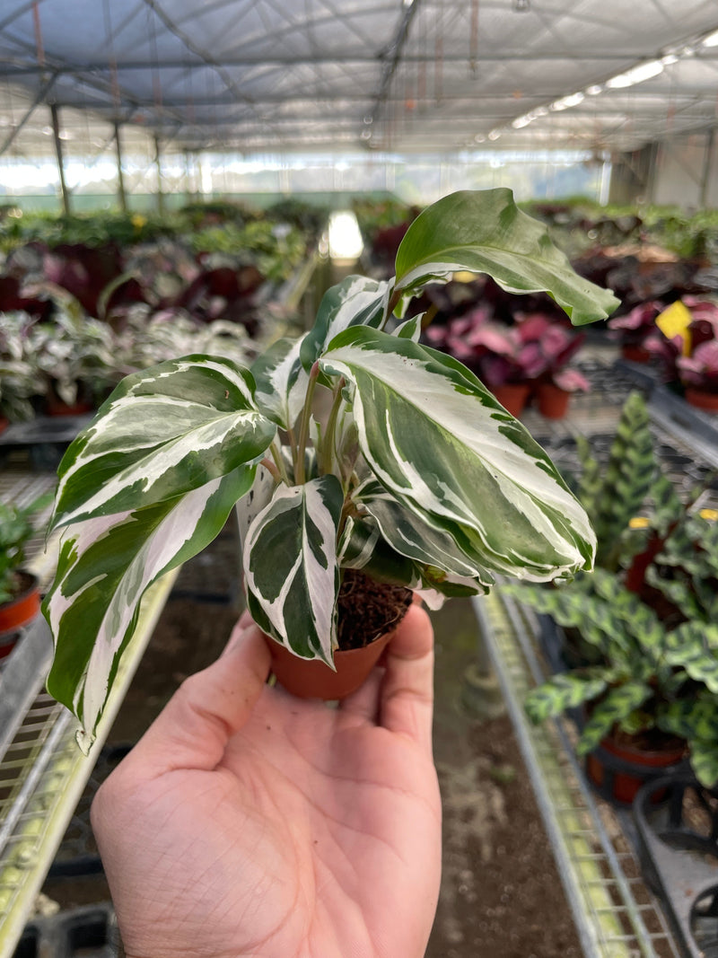 Calathea ‘White Fusion’ – Striking, Pet-Safe Tropical Foliage