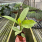 Ficus 'shivereana' (Moonshine)