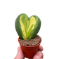 Hoya Heart Flame