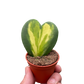 Hoya Heart Flame