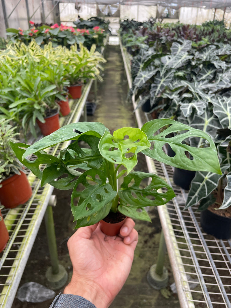 Monstera adansonii (Swiss Cheese Vine) – Exotic Climbing Houseplant