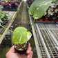 Monstera ‘Thai Constellation’ – Rare Variegated Splendor