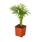 Parlor Palm (Chamaedorea elegans) – Elegant, Low-Light, Air-Purifying Indoor Palm
