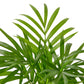 Parlor Palm (Chamaedorea elegans) – Elegant, Low-Light, Air-Purifying Indoor Palm