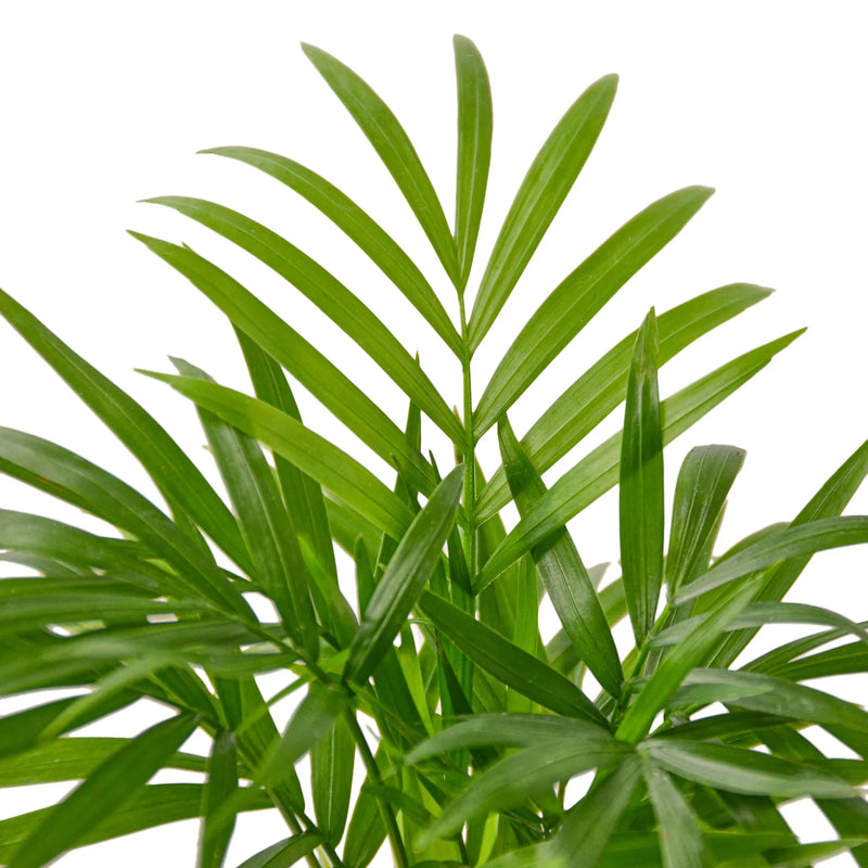Parlor Palm (Chamaedorea elegans) – Elegant, Low-Light, Air-Purifying Indoor Palm