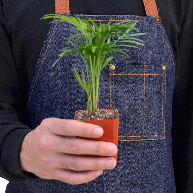 Parlor Palm (Chamaedorea elegans) – Elegant, Low-Light, Air-Purifying Indoor Palm