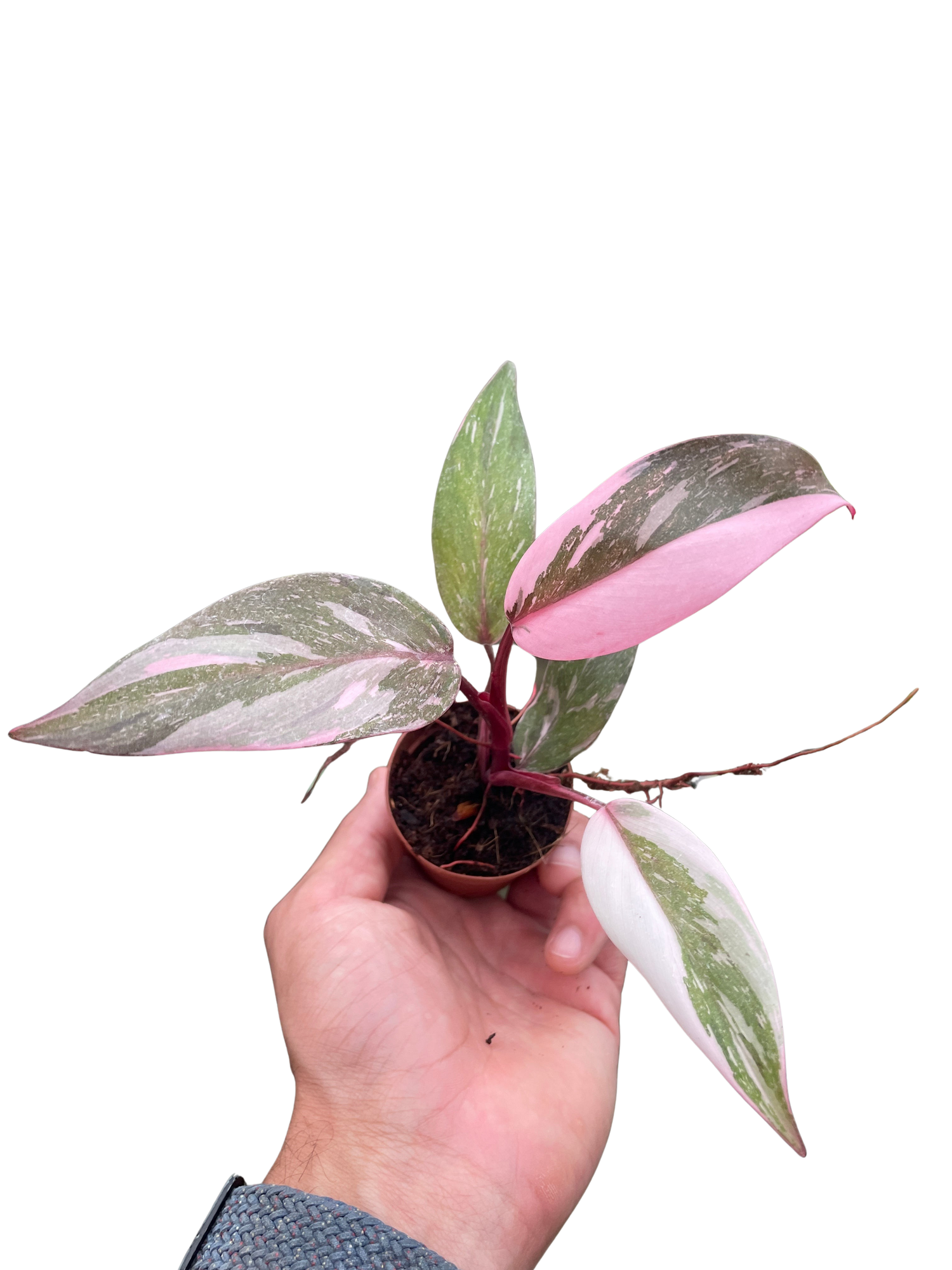philodendron marble pink princess Philodendron 'Marble Pink Princess' – The Garland Guy