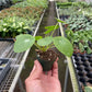 Pilea peperomioides (Chinese Money Plant) – Charming & Easy-Care Houseplant