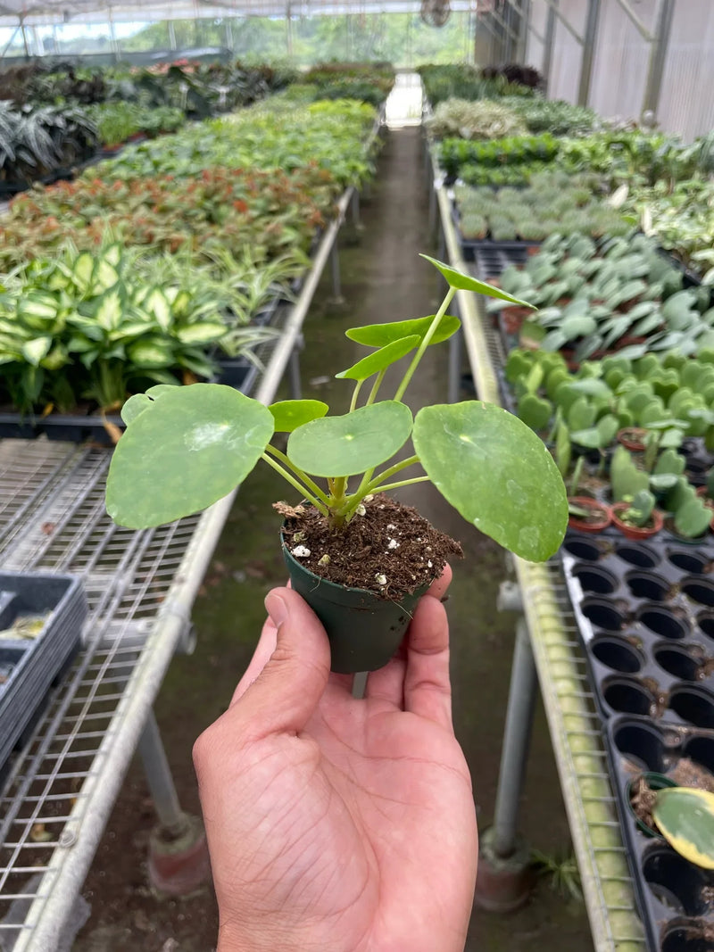 Pilea peperomioides (Chinese Money Plant) – Charming & Easy-Care Houseplant