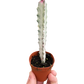 Succulent Euphorbia 'Dragon Bone'