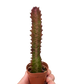 Succulent Euphorbia 'Trigona Rubra'