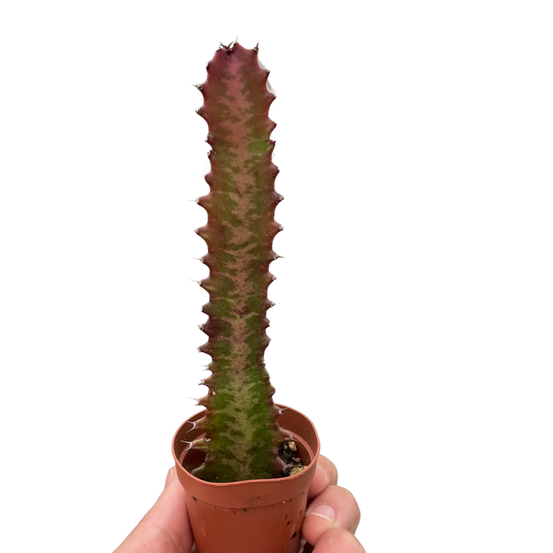 red stem succulent Succulent Euphorbia 'Trigona Rubra' – The Garland Guy