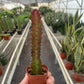 Succulent Euphorbia 'Trigona Rubra'