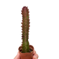 Succulent Euphorbia 'Trigona Rubra'