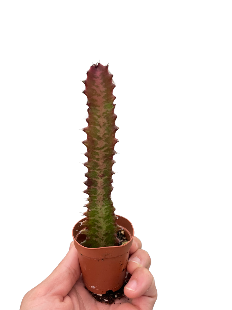 succulent with thorns and leaves Succulent Euphorbia 'Trigona Rubra' – The Garland Guy
