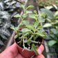 Succulent 'String of Dolphins'