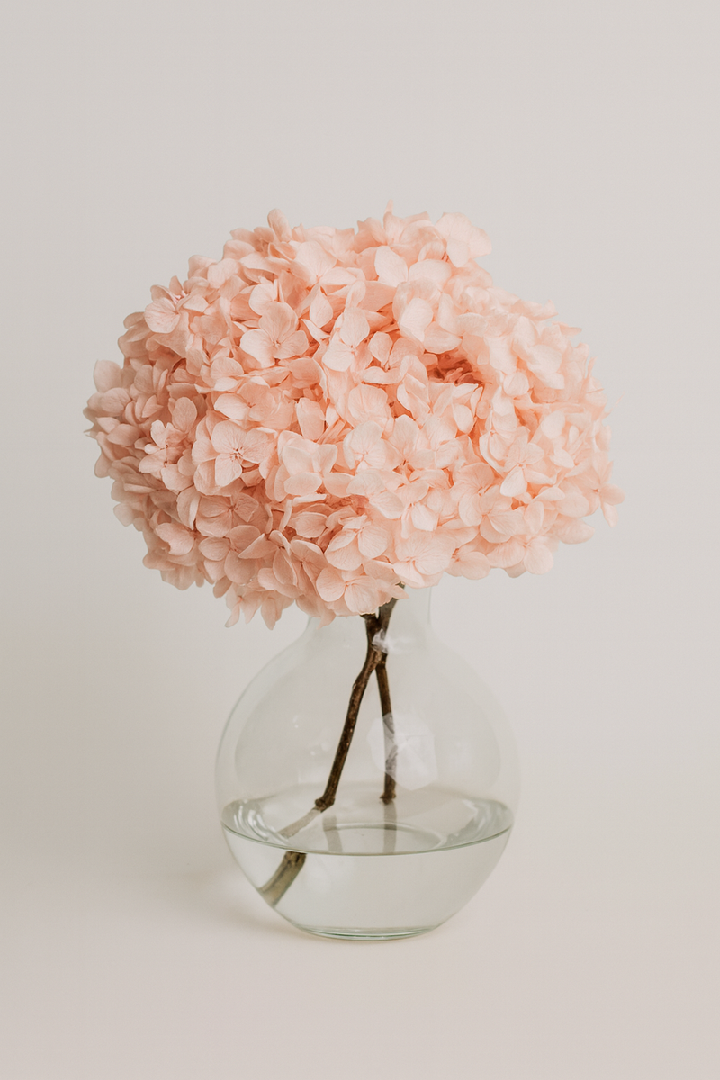 Large Bleached, Preserved Pink Hydrangeas