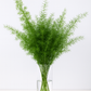 Springeri Fern Foliage — 25 Stems (24-28 Inches)