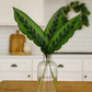Concinna Leaf Bunches – 10 Stems of Elegant Green Foliage (12–16")