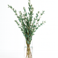 Parvifolia Eucalyptus Bunch – 10 Stems (16–22")