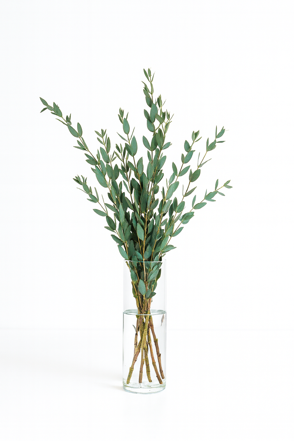 Parvifolia Eucalyptus Bunch – 10 Stems (16–22")