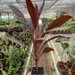 Cordyline ‘Calypso Queen’ (Cordyline fruticosa) – Bold Tropical Foliage