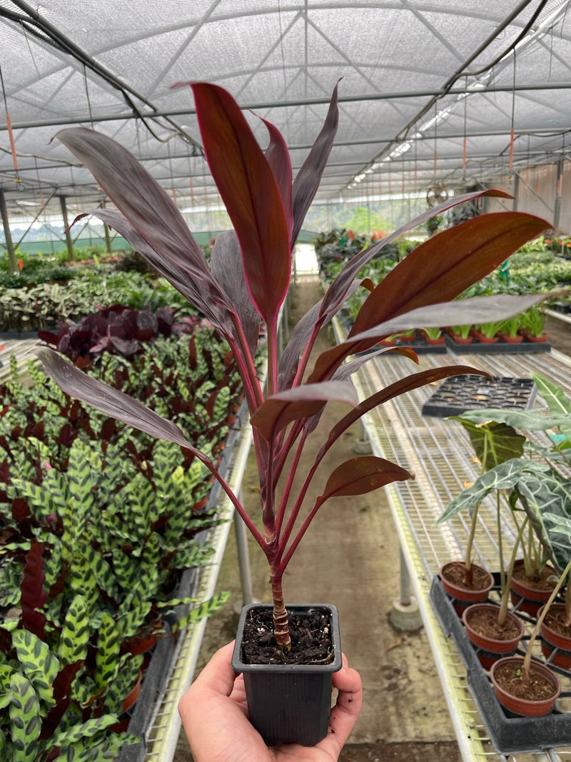 Cordyline ‘Calypso Queen’ (Cordyline fruticosa) – Bold Tropical Foliage