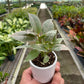 Ficus Elastica 'Tineke'