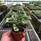 Ficus Elastica 'Triangularis' Variegated