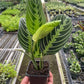 Prayer Plant (Maranta) – Colorful, Pet-Safe Tropical Beauty