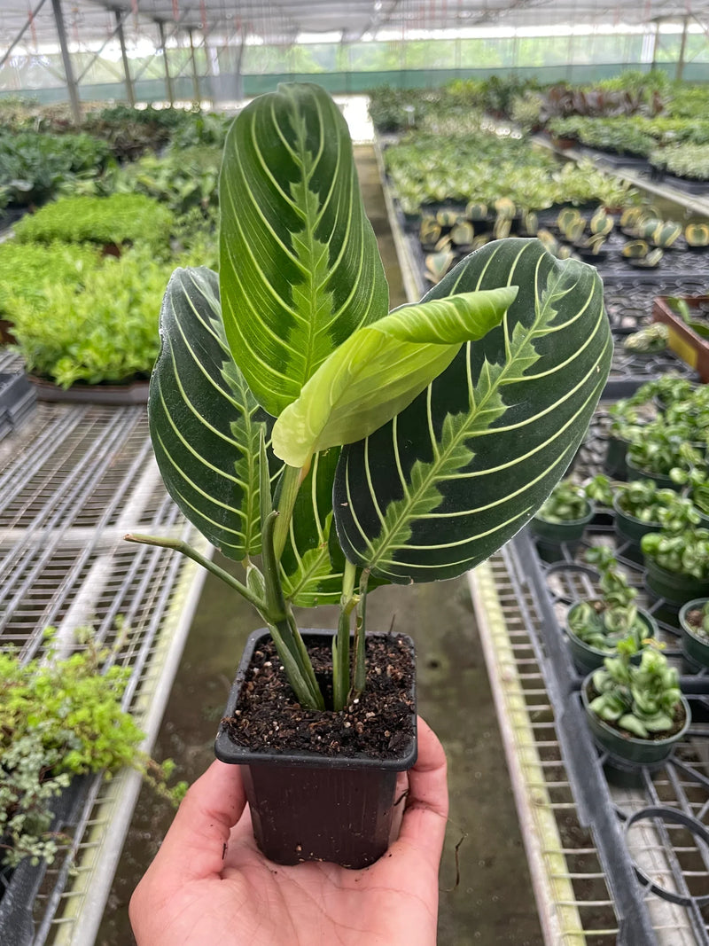Prayer Plant (Maranta) – Colorful, Pet-Safe Tropical Beauty